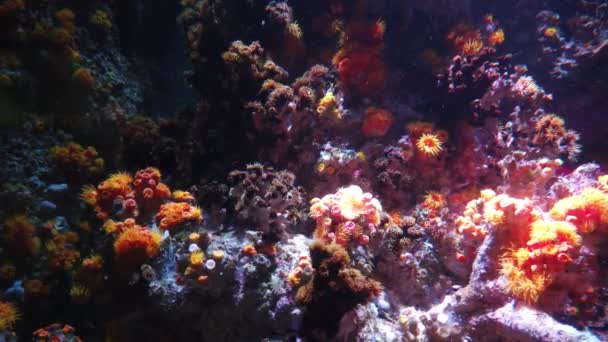 Water View Ocean Coral Reef Fishes — Video Stock