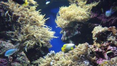 Su Altında Okyanus, Mercan Resifi ve Balıklar