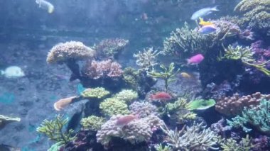 Su Altında Okyanus, Mercan Resifi ve Balıklar