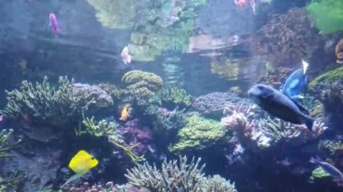 Su Altında Okyanus, Mercan Resifi ve Balıklar