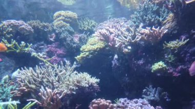 Su Altında Okyanus, Mercan Resifi ve Balıklar