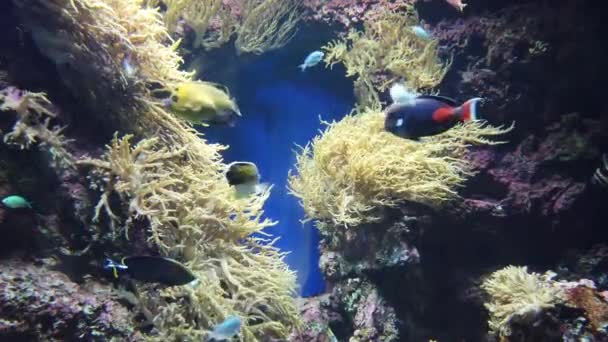 Water View Ocean Coral Reef Fishes — Stockvideo