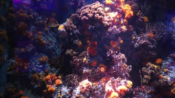 Water View Ocean Coral Reef Fishes — Stockvideo