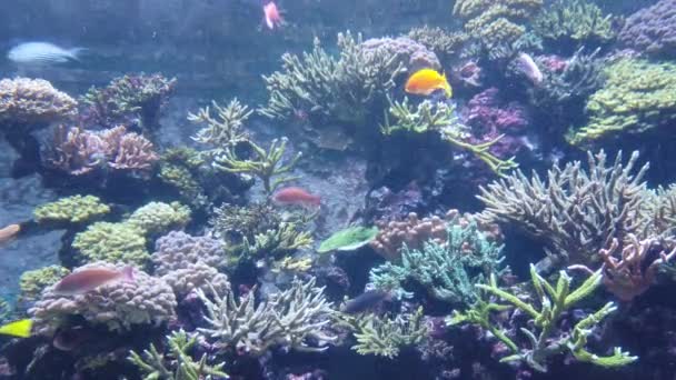 Water View Ocean Korallzátony Halak — Stock videók