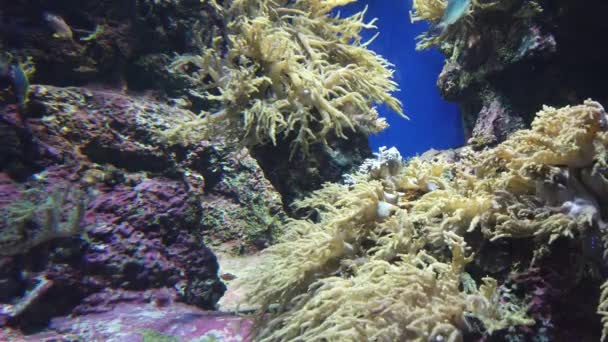 Sob Vista Aquática Oceano Recife Coral Peixes — Vídeo de Stock