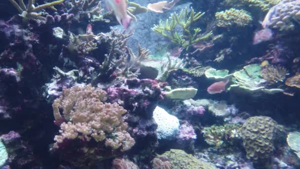 Water View Ocean Coral Reef Fishes — Stok Video