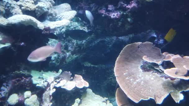 Pod Wodą Widok Ocean Rafa Koralowa Ryby — Wideo stockowe