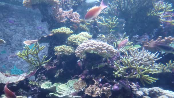 Water View Ocean Coral Reef Fishes — Video Stock