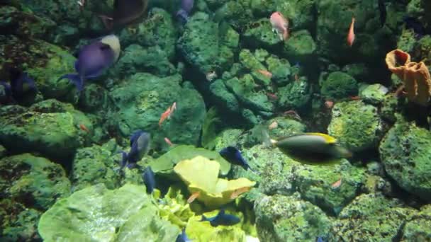 Water View Ocean Coral Reef Fishes — Vídeo de stock