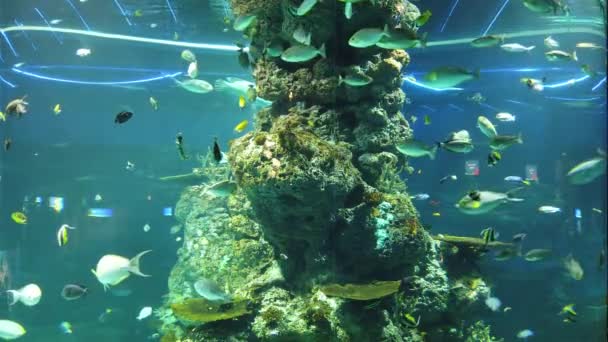 Altında Okyanus Mercan Resifi Balıklar — Stok video