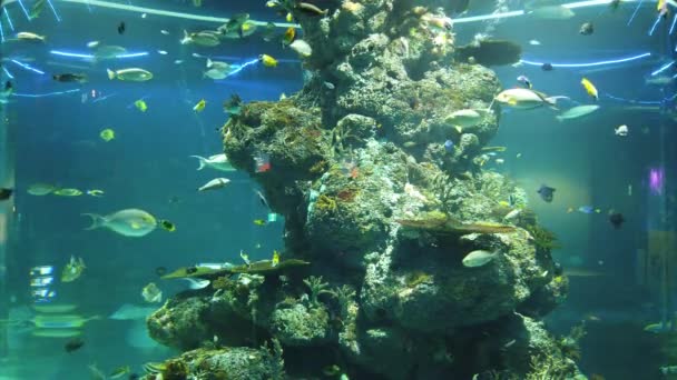 Water View Ocean Coral Reef Fishes — 비디오