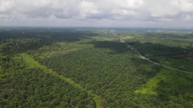 Sarawak 'taki Palm Oil Konutları, Borneo Adası, Malezya