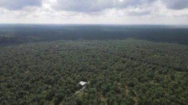 Sarawak 'taki Palm Oil Konutları, Borneo Adası, Malezya