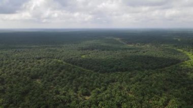 Sarawak 'taki Palm Oil Konutları, Borneo Adası, Malezya