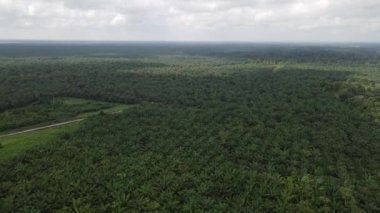 Sarawak 'taki Palm Oil Konutları, Borneo Adası, Malezya