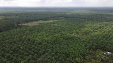 Sarawak 'taki Palm Oil Konutları, Borneo Adası, Malezya