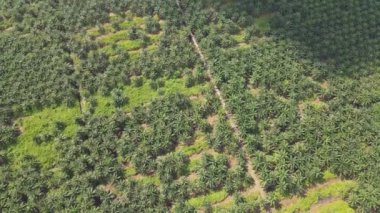 Sarawak 'taki Palm Oil Konutları, Borneo Adası, Malezya