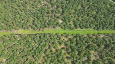 Sarawak 'taki Palm Oil Konutları, Borneo Adası, Malezya