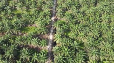Sarawak 'taki Palm Oil Konutları, Borneo Adası, Malezya