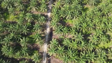 Sarawak 'taki Palm Oil Konutları, Borneo Adası, Malezya