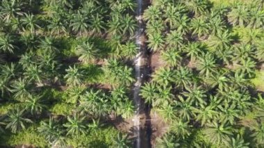 Sarawak 'taki Palm Oil Konutları, Borneo Adası, Malezya