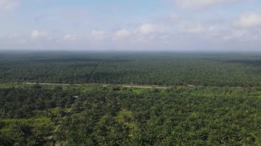 Sarawak 'taki Palm Oil Konutları, Borneo Adası, Malezya