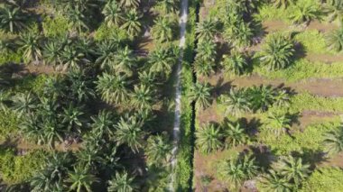 Sarawak 'taki Palm Oil Konutları, Borneo Adası, Malezya