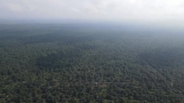 Sarawak 'taki Palm Oil Konutları, Borneo Adası, Malezya