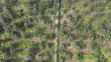 Sarawak 'taki Palm Oil Konutları, Borneo Adası, Malezya