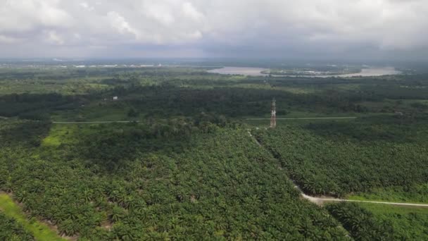 Die Palmölplantagen Von Sarawak Der Insel Borneo Malaysia — Stockvideo