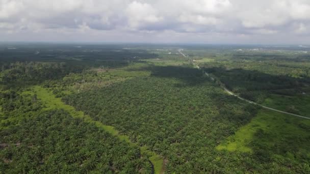 Palm Oil Estates Sarawak Isla Borneo Malasia — Vídeos de Stock