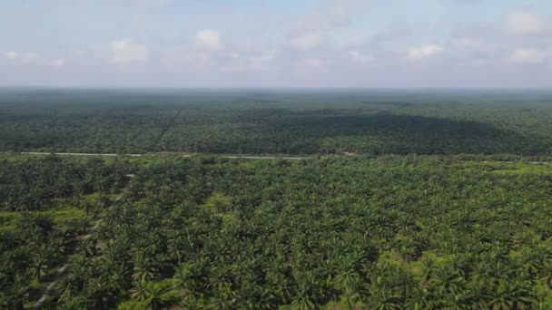 Palm Oil Estates Sarawak Borneo Island Malaysia — стокове відео