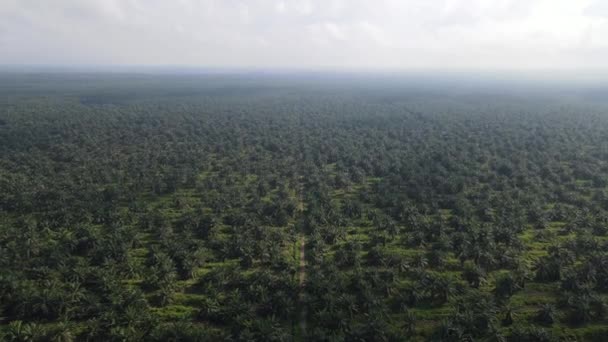 Palm Oil Estates Sarawak Isla Borneo Malasia — Vídeos de Stock