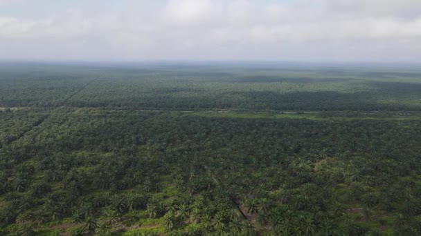 Die Palmölplantagen Von Sarawak Der Insel Borneo Malaysia — Stockvideo