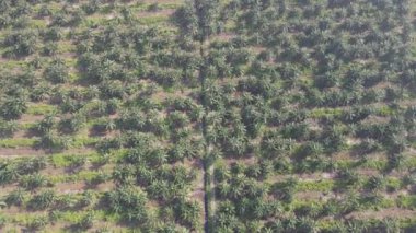 Sarawak 'taki Palm Oil Konutları, Borneo Adası, Malezya