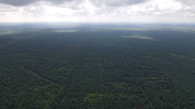 Sarawak 'taki Palm Oil Konutları, Borneo Adası, Malezya