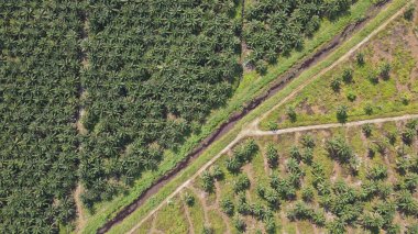 Sarawak 'taki Palm Oil Konutları, Borneo Adası, Malezya