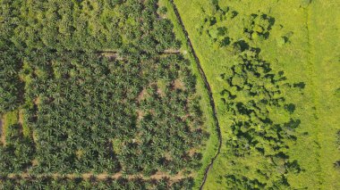 Sarawak 'taki Palm Oil Konutları, Borneo Adası, Malezya