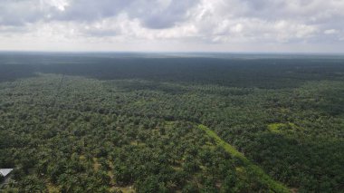 Sarawak 'taki Palm Oil Konutları, Borneo Adası, Malezya