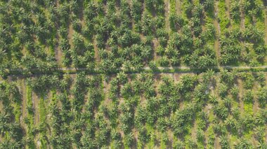 Sarawak 'taki Palm Oil Konutları, Borneo Adası, Malezya