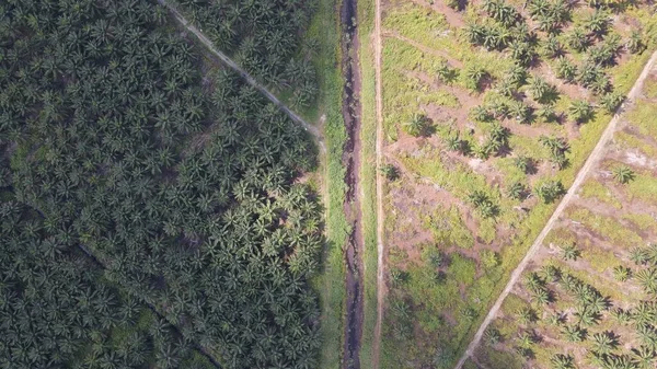 Palm Oil Estates Sarawak Borneo Island Malaysia — стокове фото