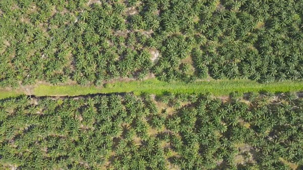 Palm Oil Estates Sarawak Borneo Island Malaysia — Stock Photo, Image