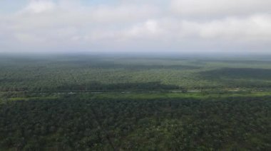 Sarawak 'taki Palm Oil Konutları, Borneo Adası, Malezya