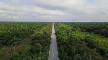Sarawak 'taki Palm Oil Konutları, Borneo Adası, Malezya