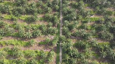 Sarawak 'taki Palm Oil Konutları, Borneo Adası, Malezya