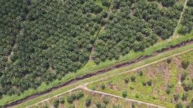 Sarawak 'taki Palm Oil Konutları, Borneo Adası, Malezya