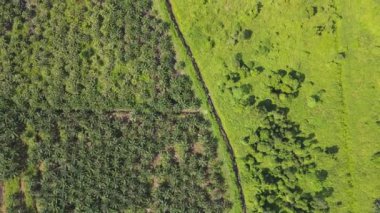 Sarawak 'taki Palm Oil Konutları, Borneo Adası, Malezya