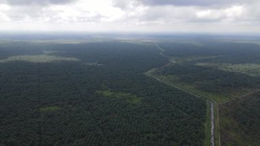 Sarawak 'taki Palm Oil Konutları, Borneo Adası, Malezya