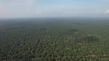 Sarawak 'taki Palm Oil Konutları, Borneo Adası, Malezya
