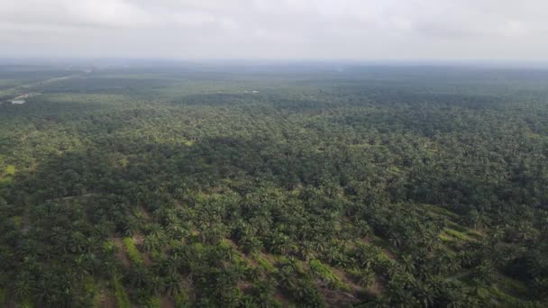 Palm Oil Estates Sarawak Isla Borneo Malasia — Vídeos de Stock